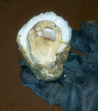 Oyster on the half shell